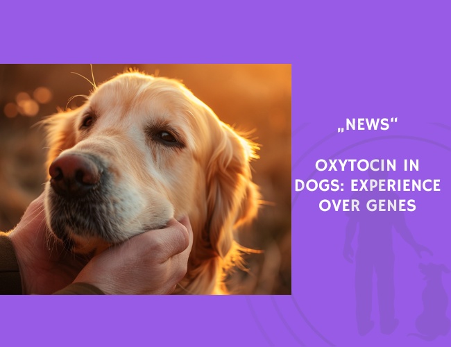 News-Free-Oxytocin in Dogs Experience Over Genes