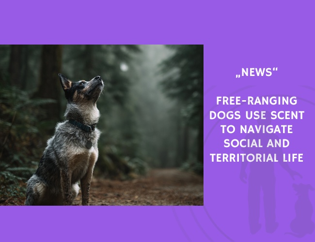 News-Free-Ranging Dogs Use Scent to Navigate Social and Territorial Life