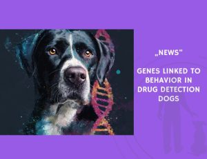 News-Genes Linked to Behavior in Drug Detection Dogs