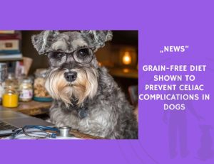 News-Grain-Free Diet Shown to Prevent Celiac Complications in Dogs