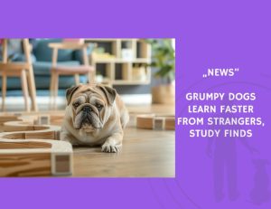 News-Grumpy Dogs Learn Faster from Strangers, Study Finds