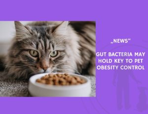 News-Gut-Bacteria-May-Hold-Key-to-Pet-Obesity-Control