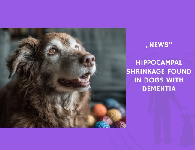 News-Hippocampal Shrinkage Found in Dogs with Dementia