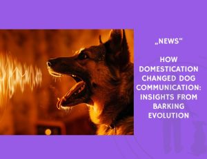 News-How Domestication Changed Dog Communication Insights from Barking Evolution