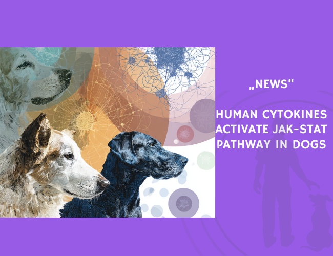 News-Human Cytokines Activate JAK-STAT Pathway in Dogs
