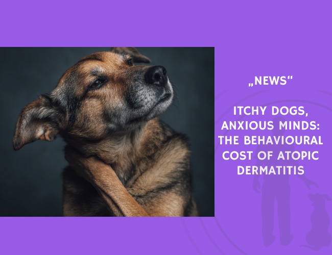 News-Itchy Dogs, Anxious Minds The Behavioural Cost of Atopic Dermatitis
