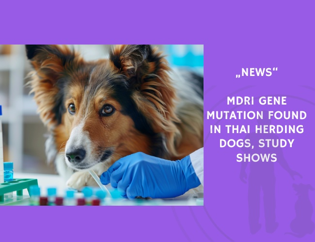 News-MDR1 Gene Mutation Found in Thai Herding Dogs, Study Shows