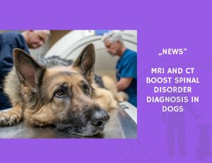 News-MRI and CT Boost Spinal Disorder Diagnosis in Dogs
