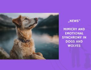 News-Mimicry and Emotional Synchrony in Dogs and Wolves