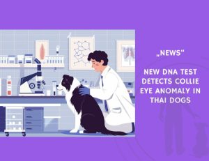 News-New DNA Test Detects Collie Eye Anomaly in Thai Dogs