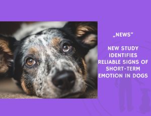 News-New Study Identifies Reliable Signs of Short-Term Emotion in Dogs