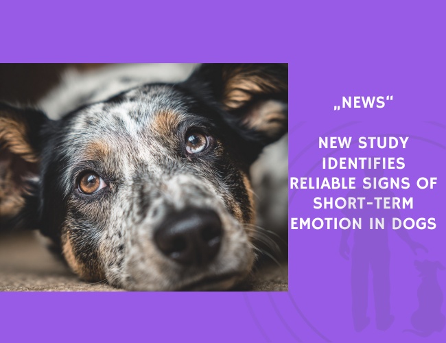 News-New Study Identifies Reliable Signs of Short-Term Emotion in Dogs