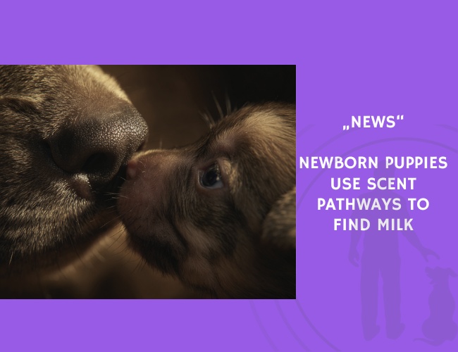 News-Newborn Puppies Use Scent Pathways to Find Milk