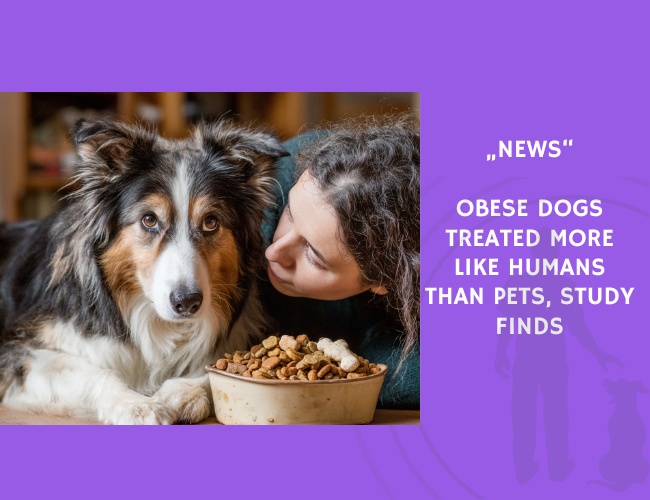 News-Obese Dogs Treated More Like Humans Than Pets, Study Finds