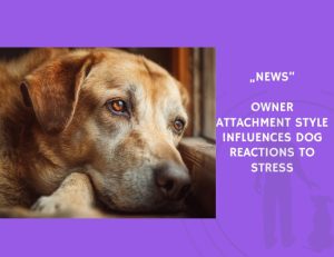 News-Owner Attachment Style Influences Dog Reactions to Stress