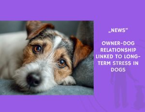 News-Owner-Dog Relationship Linked to Long-Term Stress in Dogs