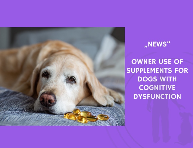 News-Owner Use of Supplements for Dogs with Cognitive Dysfunction