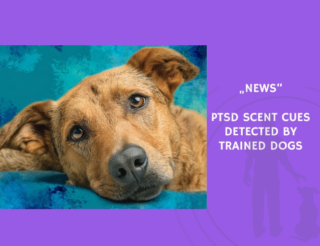 News-PTSD Scent Cues Detected by Trained Dogs