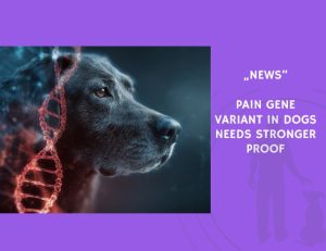 News-Pain Gene Variant in Dogs Needs Stronger Proof