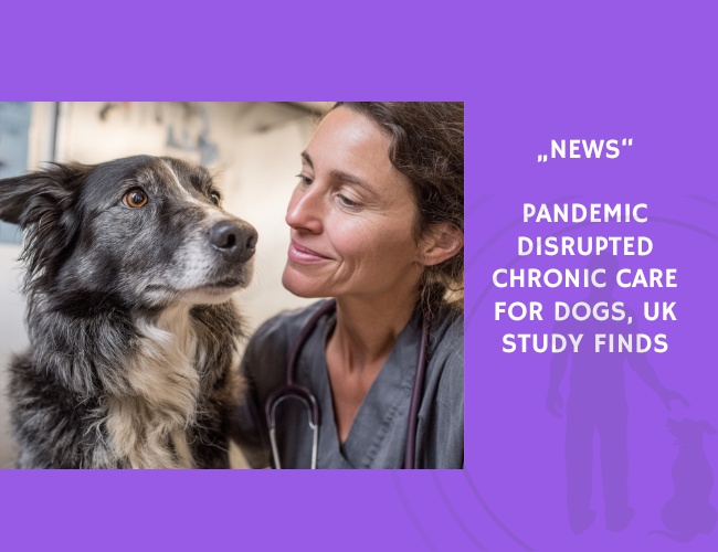 News-Pandemic Disrupted Chronic Care for Dogs, UK Study Finds