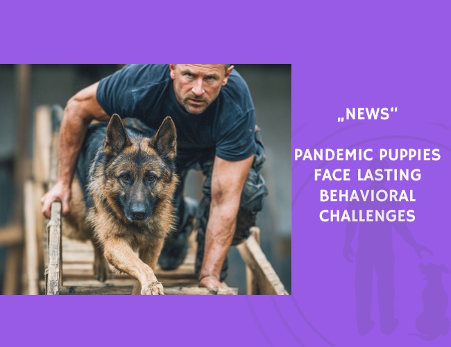News-Pandemic Puppies Face Lasting Behavioral Challenges