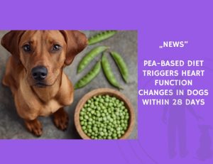 News-Pea-Based Diet Triggers Heart Function Changes in Dogs Within 28 Days