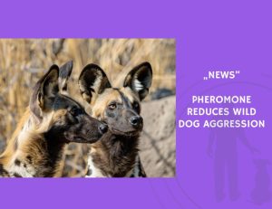 News-Pheromone Reduces Wild Dog Aggression