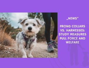 News-Prong Collars vs. Harnesses Study Measures Pull Force and Welfare