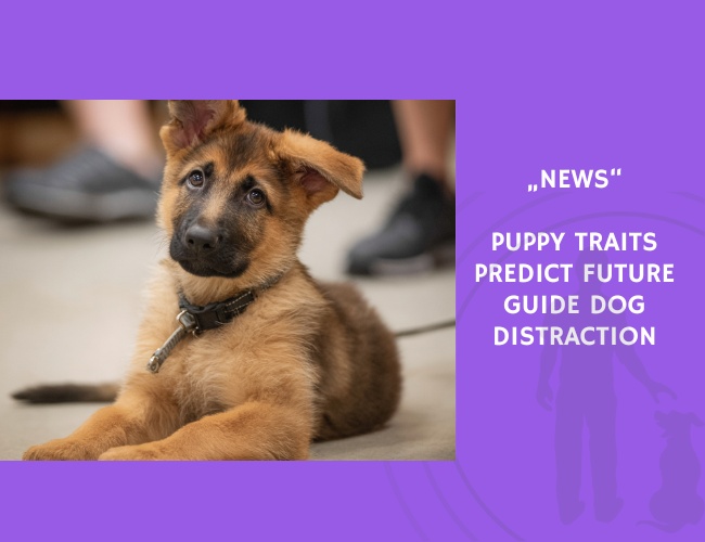 News-Puppy Traits Predict Future Guide Dog Distraction