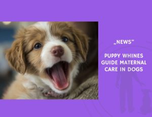 News-Puppy Whines Guide Maternal Care in Dogs