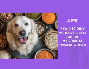 News-Raw Diet Only Partially Shifts Dog Gut Microbiota Toward Wolves