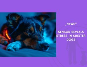 News-Sensor Reveals Stress in Shelter Dogs