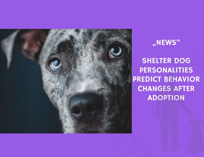 News-Shelter Dog Personalities Predict Behavior Changes After Adoption