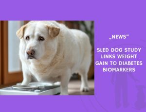News-Sled-Dog-Study-Links-Weight-Gain-to-Diabetes-Biomarkers