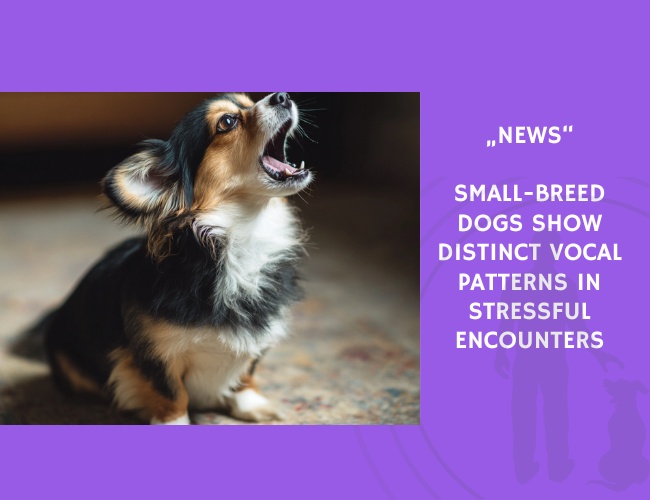 News-Small-Breed Dogs Show Distinct Vocal Patterns in Stressful Encounters