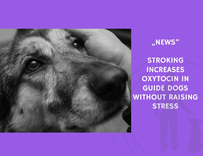 News-Stroking Increases Oxytocin in Guide Dogs Without Raising Stress