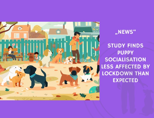 News-Study Finds Puppy Socialisation Less Affected by Lockdown Than Expected