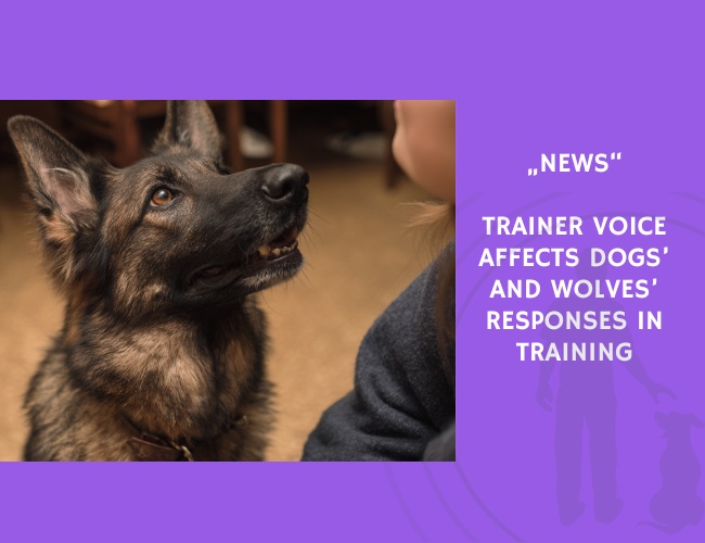News-Trainer Voice Affects Dogs’ and Wolves’ Responses in Training