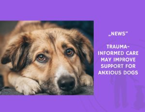 News-Trauma-Informed Care May Improve Support for Anxious Dogs