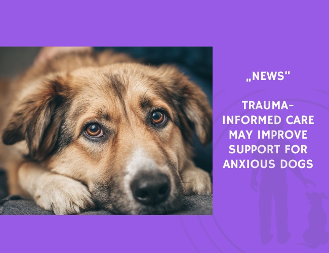 News-Trauma-Informed Care May Improve Support for Anxious Dogs