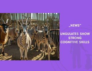 News-Ungulates Show Strong Cognitive Skills