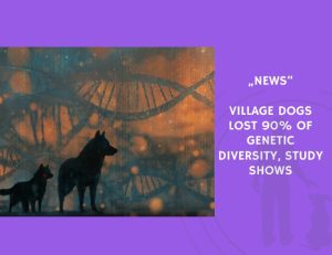 News-Village Dogs Lost 90% of Genetic Diversity, Study Shows