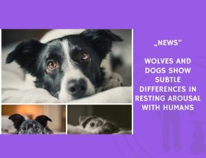 News-Wolves and Dogs Show Subtle Differences in Resting Arousal with Humans