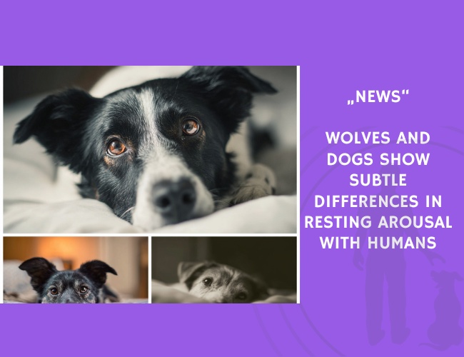 News-Wolves and Dogs Show Subtle Differences in Resting Arousal with Humans