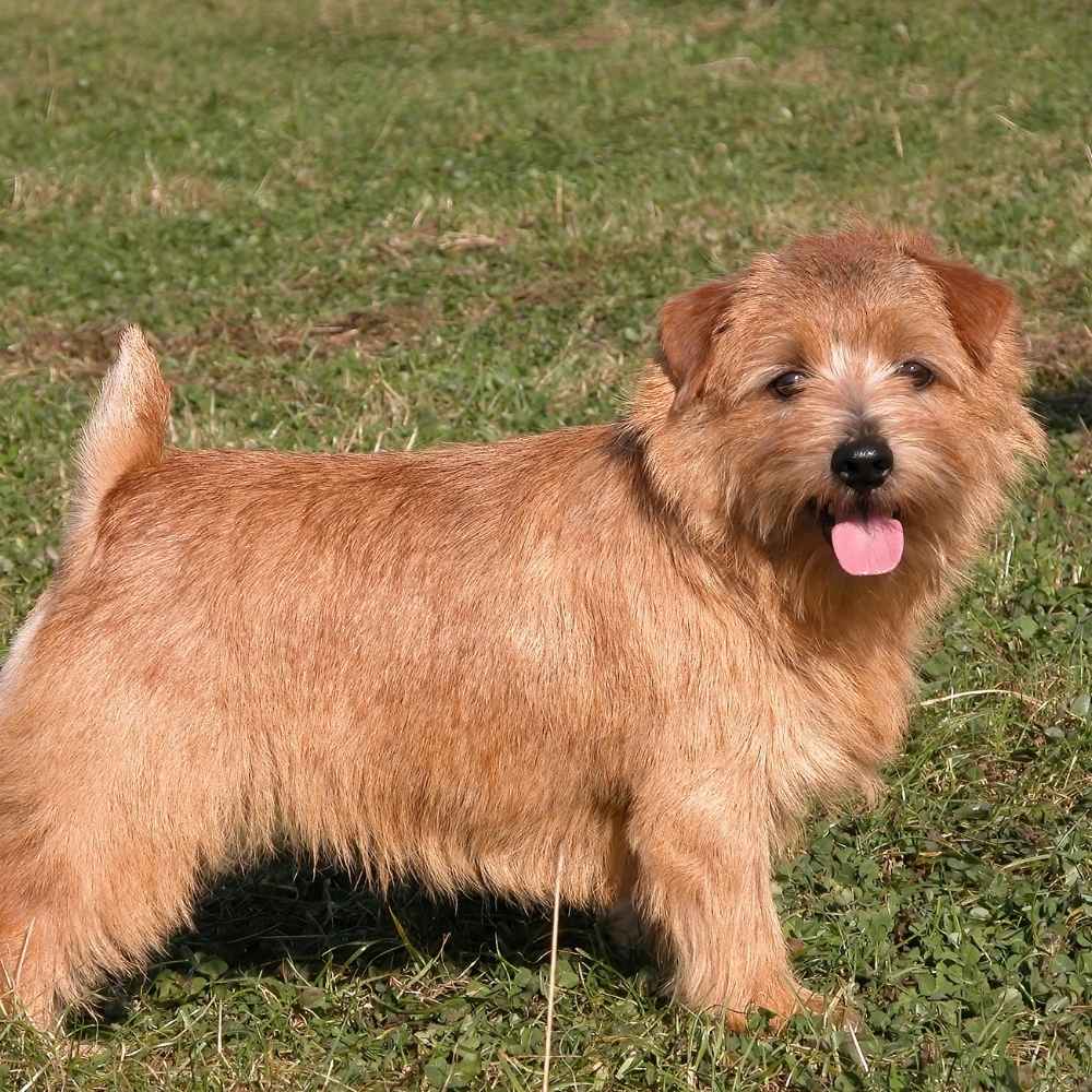 Norfolk Terrier
