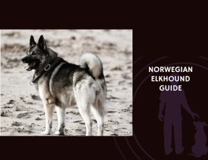Norwegian Elkhound Guide