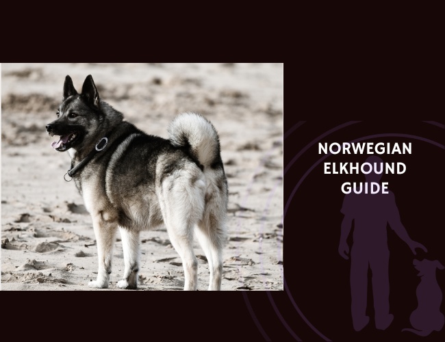 Norwegian Elkhound Guide