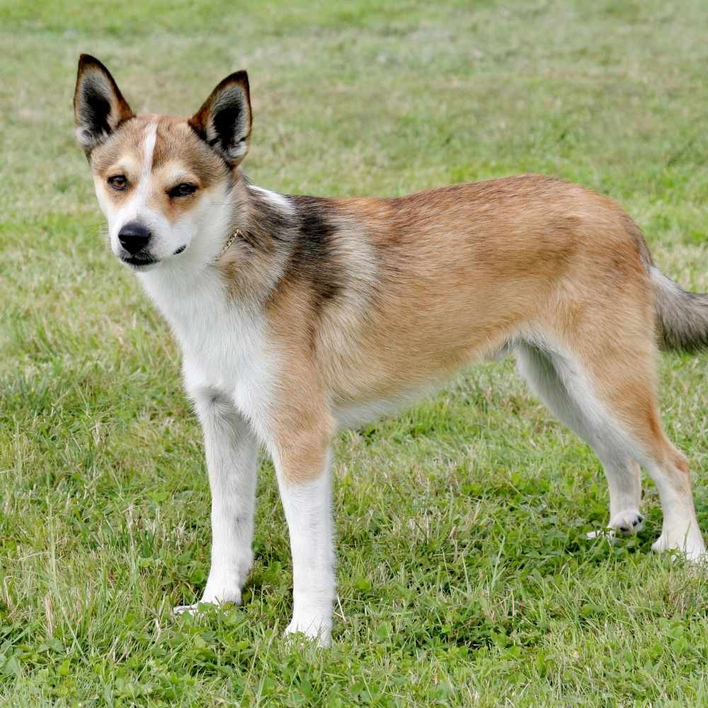Norwegian Lundehund