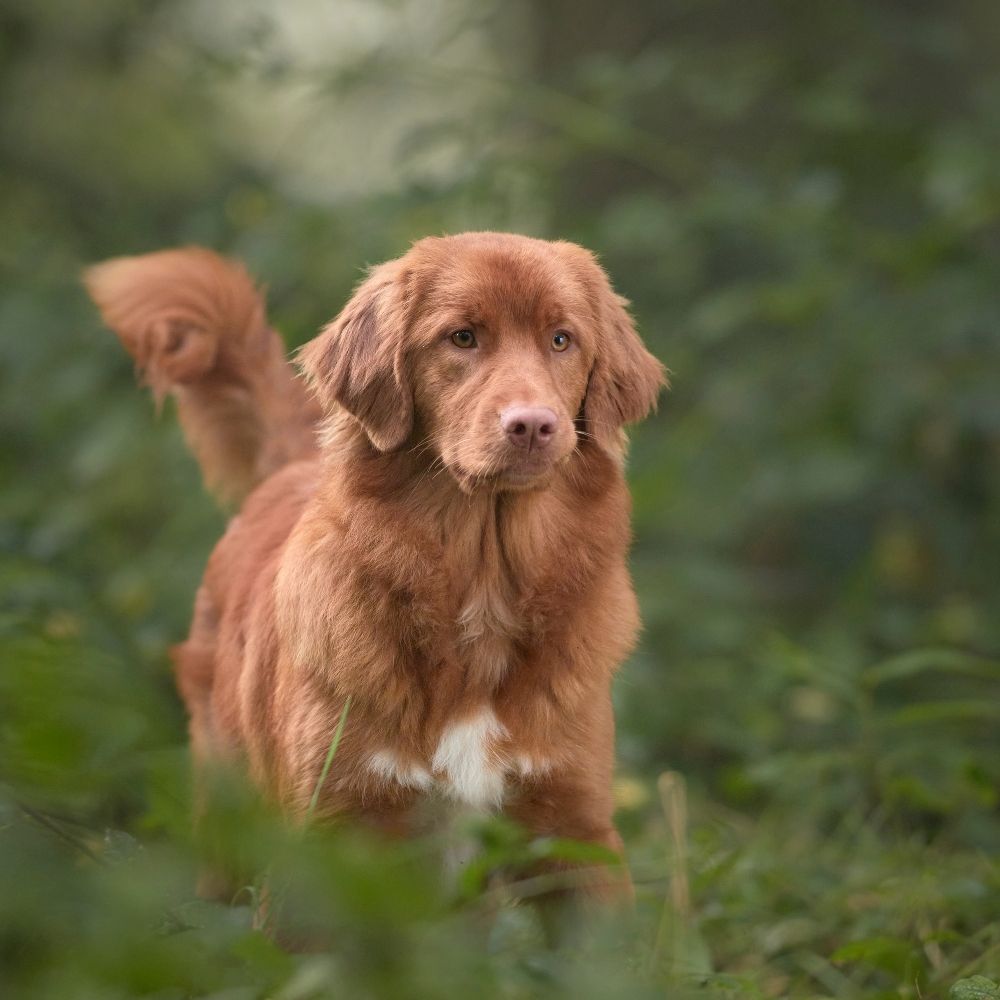 Nova Scotia Duck Tolling Retriever