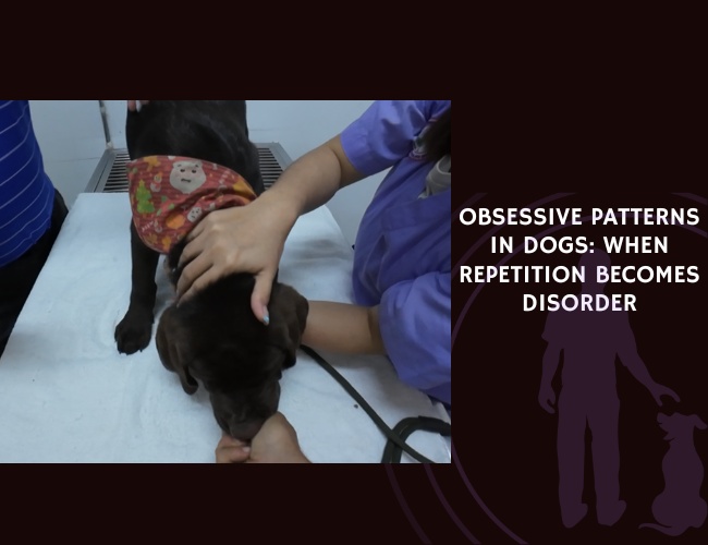 Obsessive Patterns in Dogs When Repetition Becomes Disorder